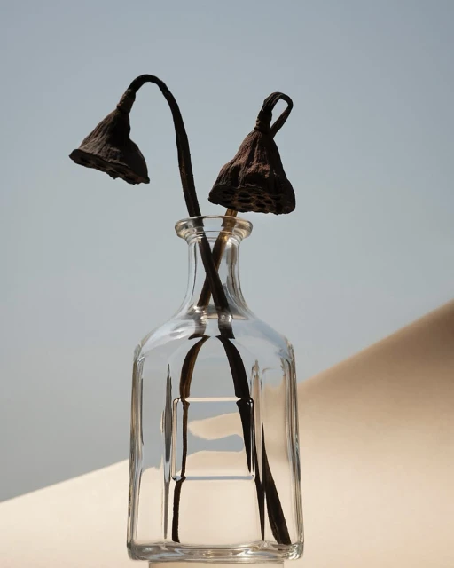 Two dried lotus seed heads in a clear glass vase, set against a soft blue and beige background, create a minimalist, botanical still life.