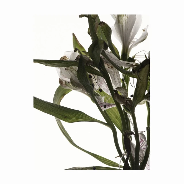 Studio shot of a bouquet of alstroemeria flowers, featuring delicate white petals and long green stems on a bright white background.