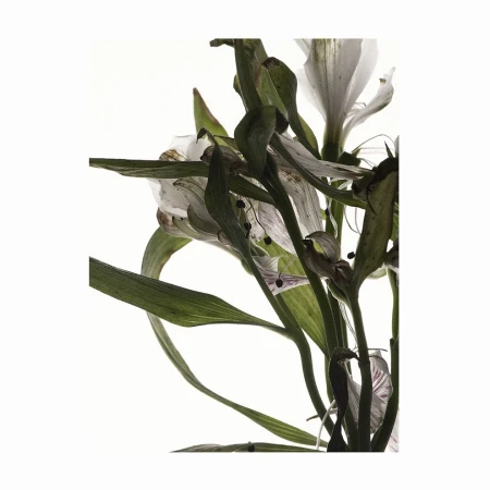 Studio shot of a bouquet of alstroemeria flowers, featuring delicate white petals and long green stems on a bright white background.