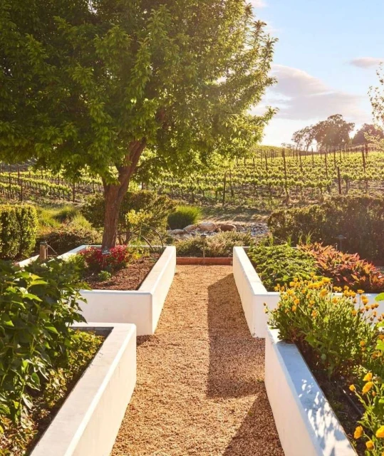 Scenic view of a gravel path with white-walled garden beds, leading to a vineyard with rows of grape vines and a bright, sunny sky.