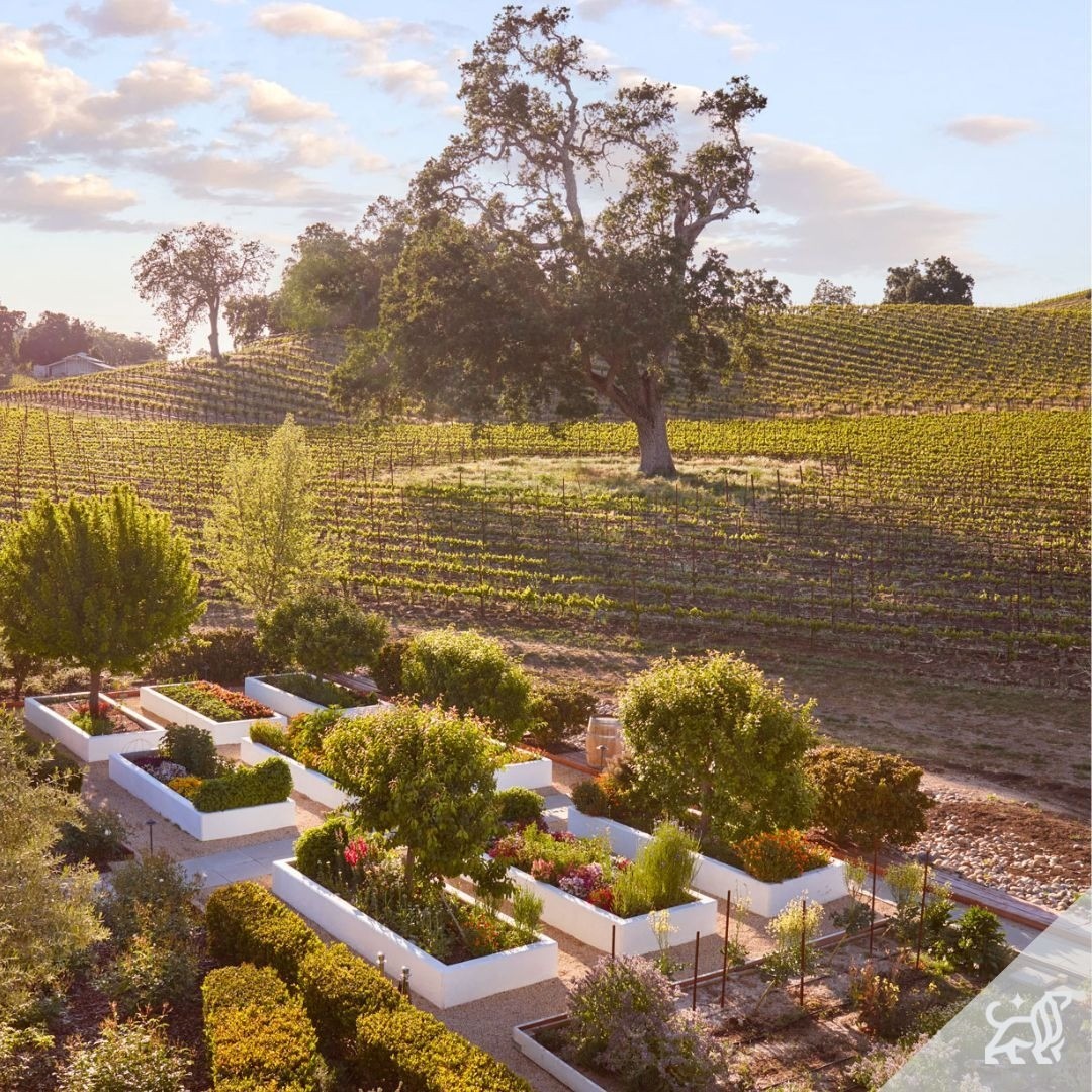 Aerial view of a lush vineyard landscape with rows of grape vines, planters, and a clear sky, capturing the serene beauty of a rural setting.
