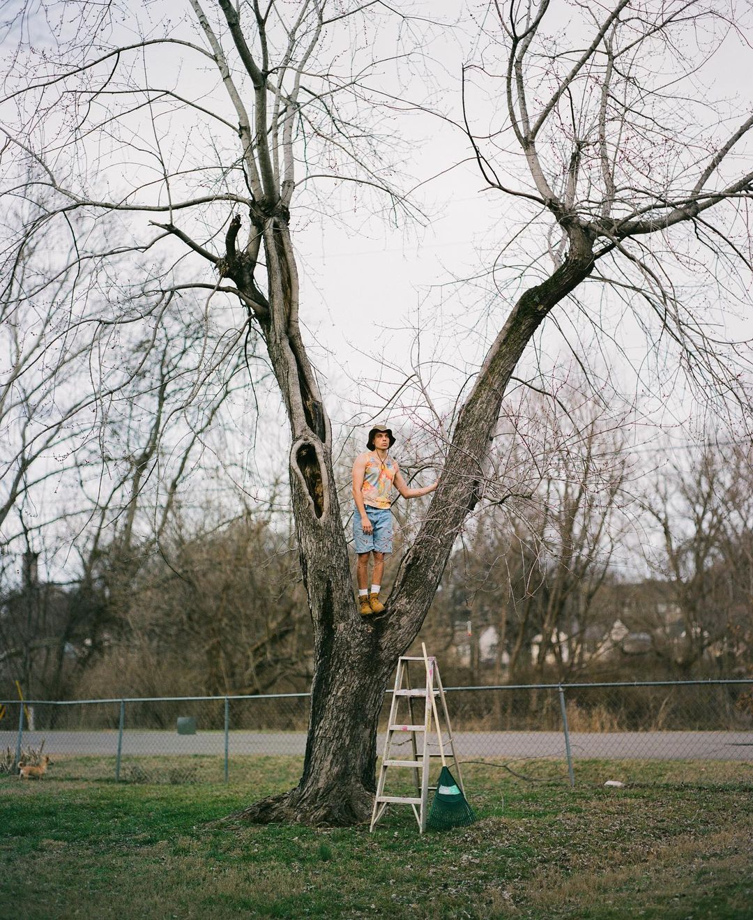 Man stands in tree with ladder on a lawn; wearing shorts, tank top and bucket hat, photographed in a suburban yard on a sunny day.
