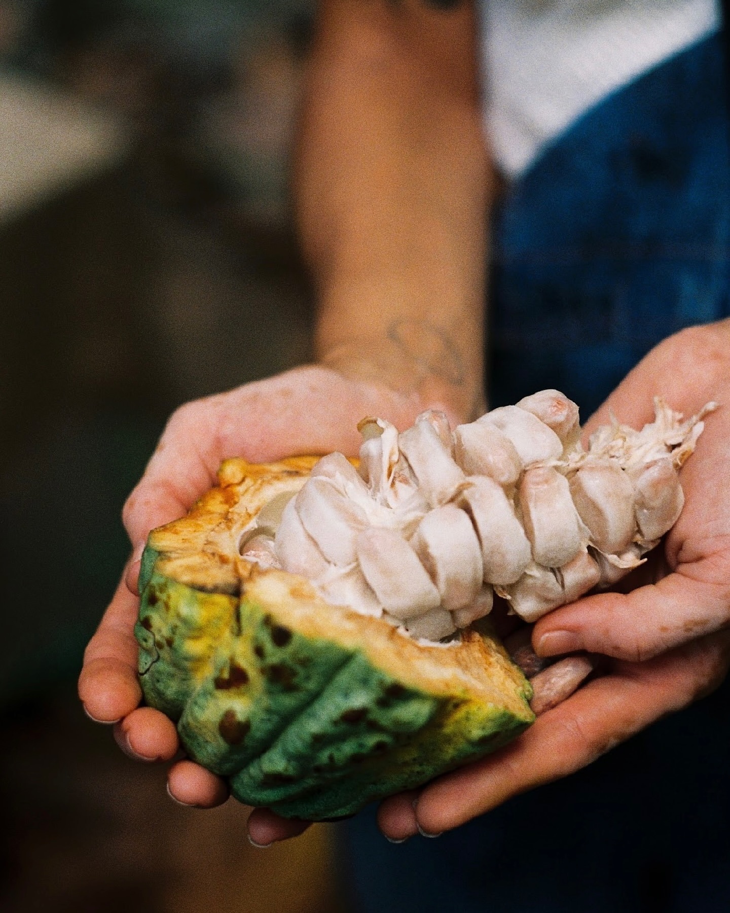 Close-up of an adult holding a cocoa pod cut open, showing white pulp inside, focus on the pod and hands, natural lighting. 