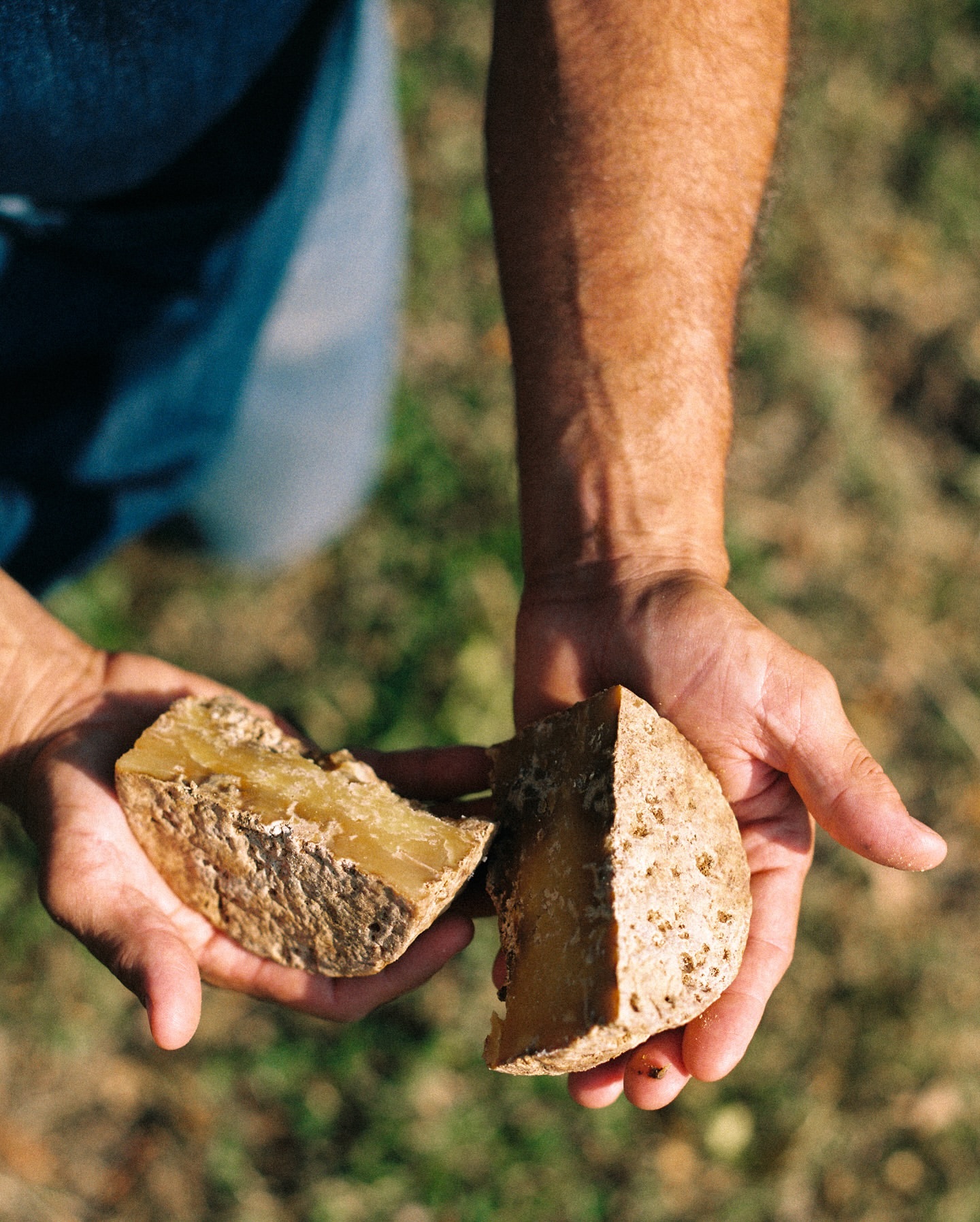Close-up of a person holding two pieces of yellow cheese in their hands outdoors with a green, grassy background on a sunny day.