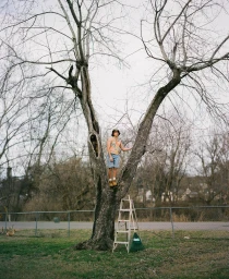 Person standing in the fork of a large bare tree next to a stepladder in a grassy yard.