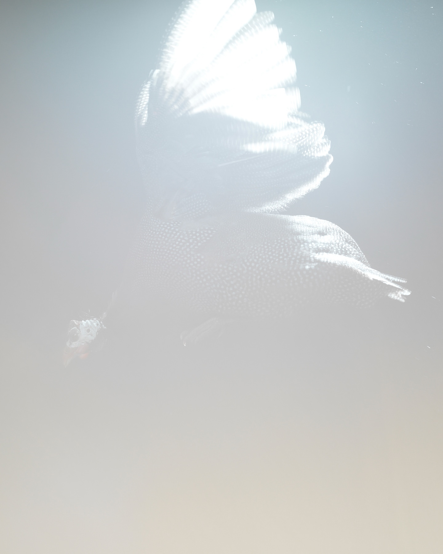 Abstract image with a soft, out-of-focus, textured, and ethereal quality featuring a subtle play of light and shadow.