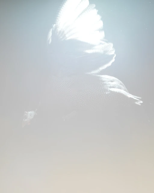 Abstract image with a soft, out-of-focus, textured, and ethereal quality featuring a subtle play of light and shadow.