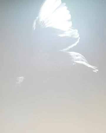 Abstract image with a soft, out-of-focus, textured, and ethereal quality featuring a subtle play of light and shadow.