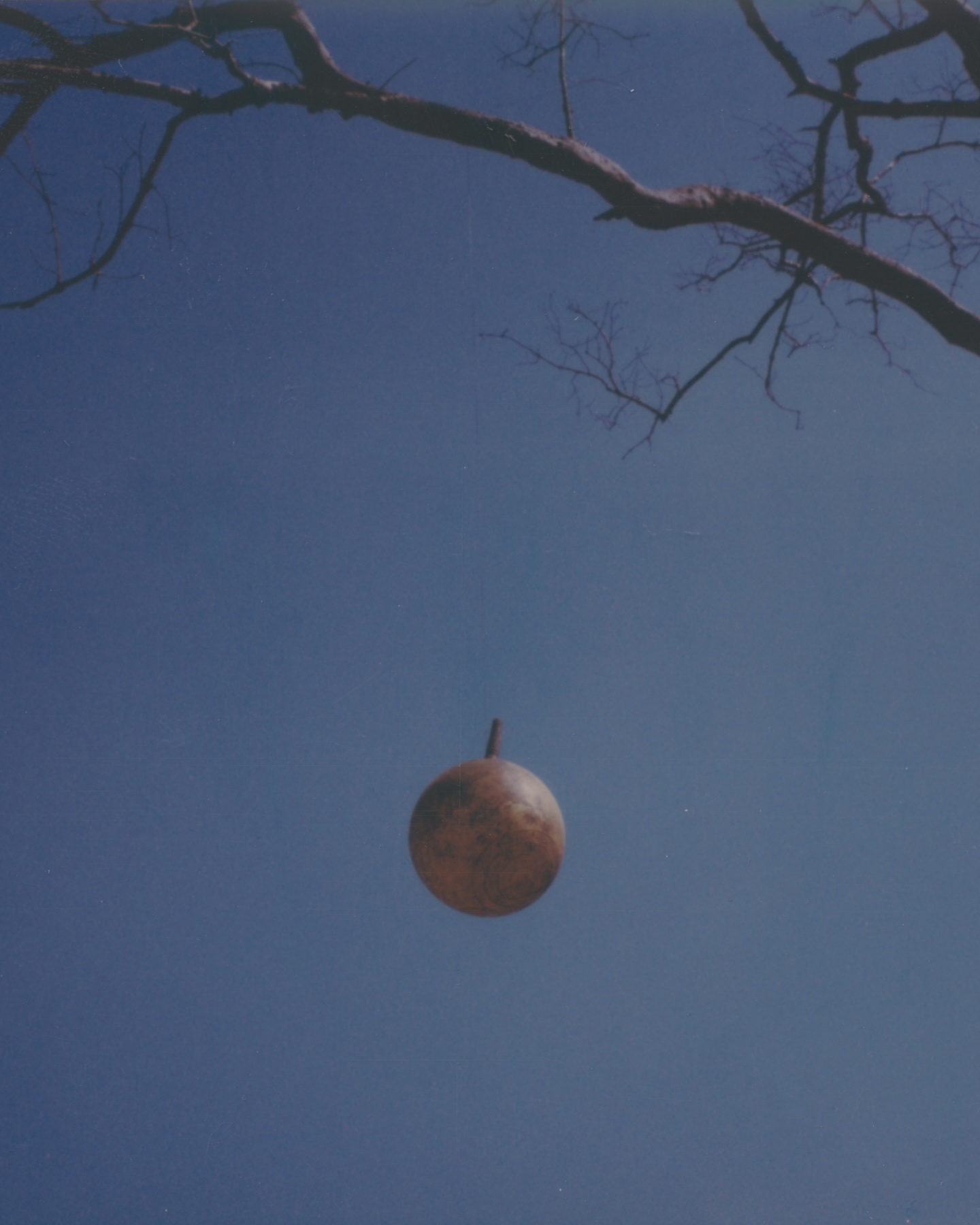 A round, brown object suspended in a clear blue sky, framed by silhouetted tree branches against a bright daytime backdrop.