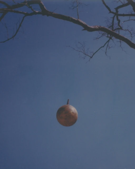 A round, brown object suspended in a clear blue sky, framed by silhouetted tree branches against a bright daytime backdrop.