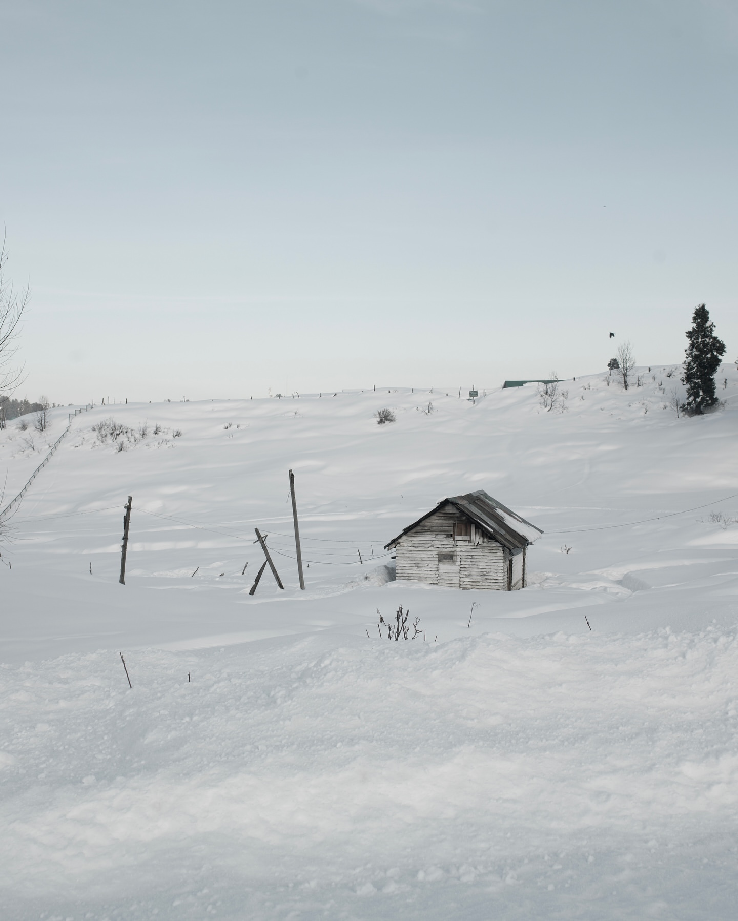 Snowy landscape features a weathered wooden shed partially buried in the snow. A fence line crosses the field under a pale sky.