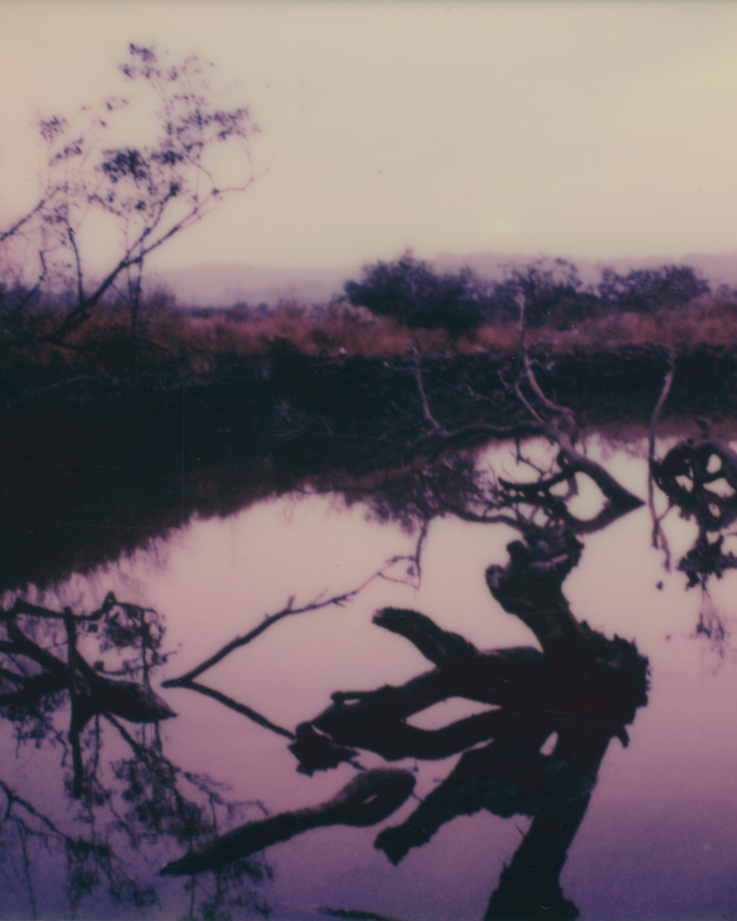 Landscape photograph of still water reflecting trees and foliage under a purple-tinged sky at dusk, creating a serene, natural scene.