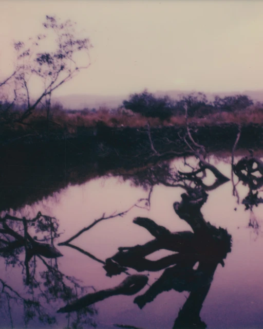 Landscape photograph of still water reflecting trees and foliage under a purple-tinged sky at dusk, creating a serene, natural scene.
