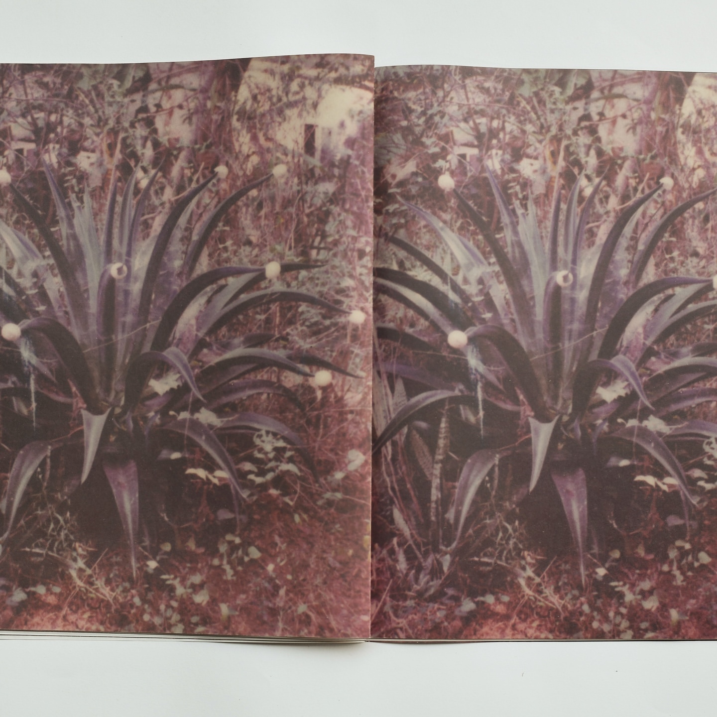 Book spread featuring a large agave plant with white flowers, set in a natural environment with muted earth tones.