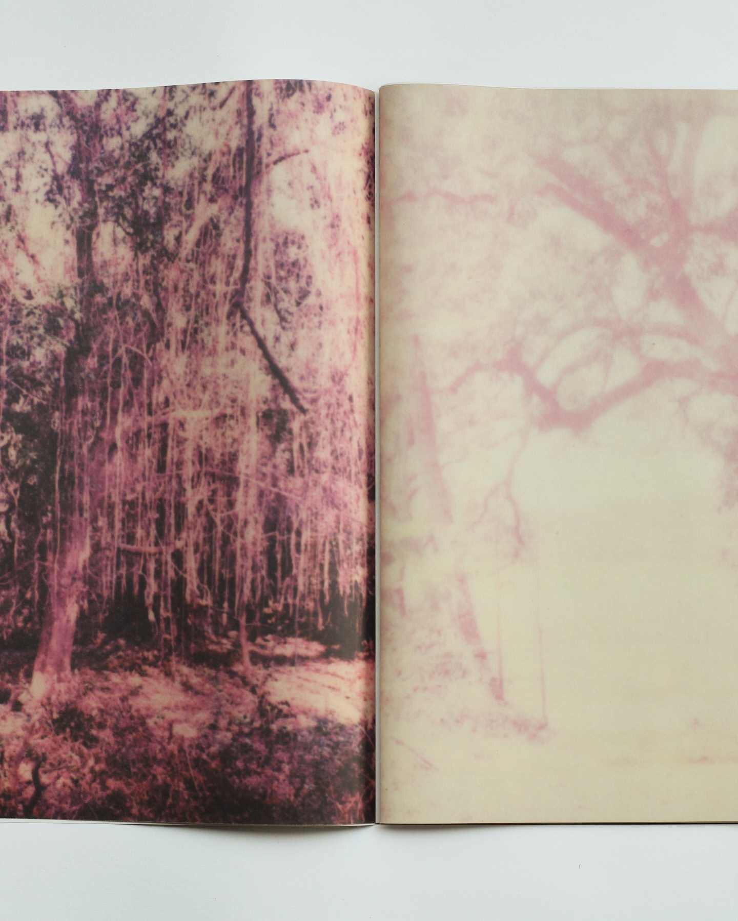 Two-page photo spread featuring a blurred image of trees in a forest with magenta and cream colour grading in a soft style.
