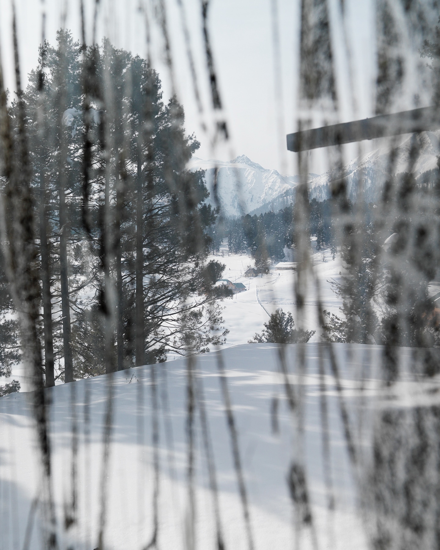 Winter scene with snow-covered ground and tall trees, viewed through a window with textured glass, creating a blurred foreground effect.