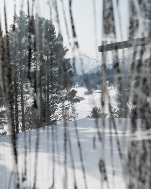 Winter scene with snow-covered ground and tall trees, viewed through a window with textured glass, creating a blurred foreground effect.