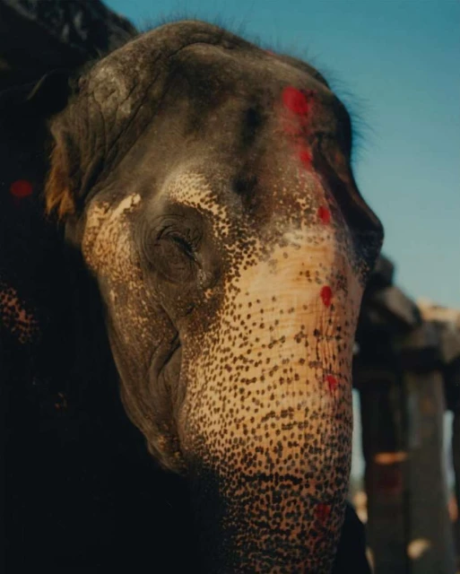 Close-up portrait of an Indian elephant's face with distinctive markings and decorations, set against a clear blue sky.