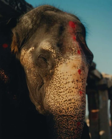 Close-up portrait of an Indian elephant's face with distinctive markings and decorations, set against a clear blue sky.
