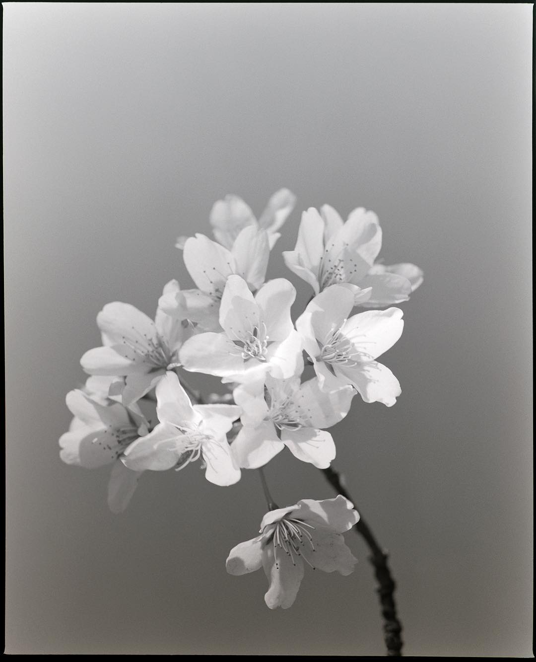 Monochromatic photograph of a delicate cluster of white cherry blossoms on a stem, set against a muted gray background, offering a serene visual.