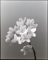 Close-up black and white photograph of delicate cherry blossoms on a thin stem against a plain gradient background.