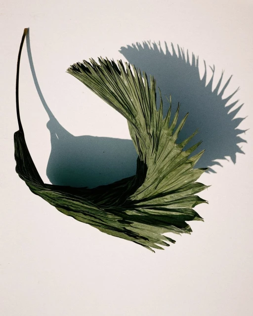 Dried palm leaf frond and shadow against a white background, creating a natural, minimalist composition with texture and light interplay.