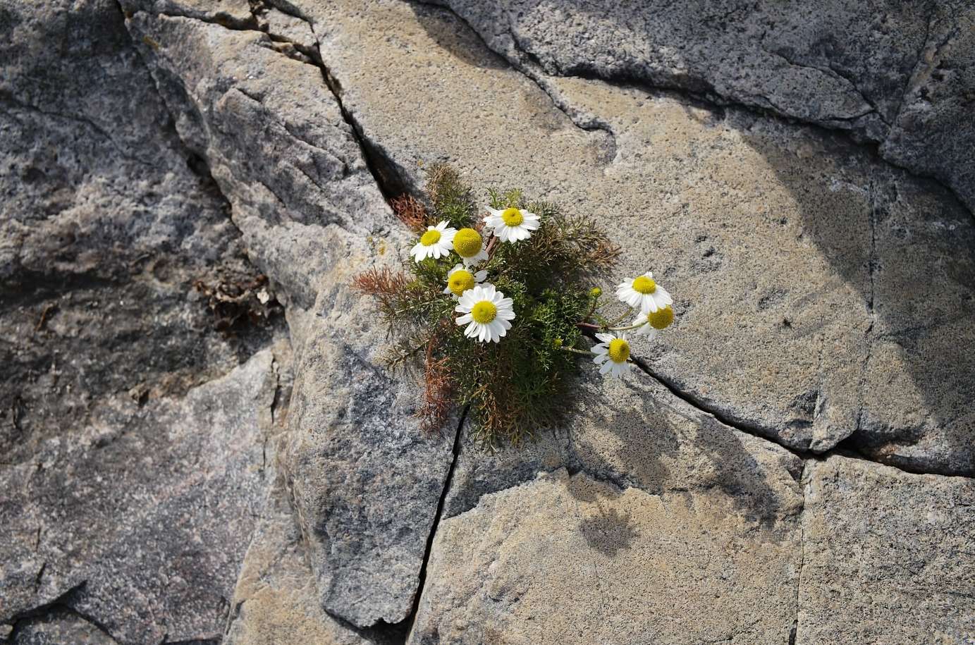 Close-up of a cluster of white and yellow daisies growing in a crack in a gray stone surface; texture and resilience in nature.