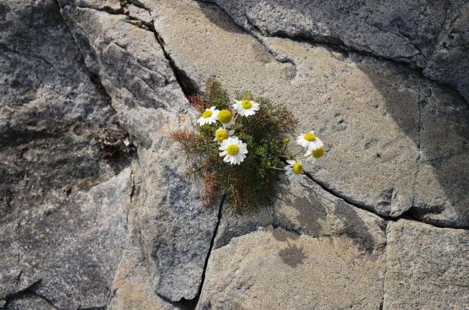 Close-up of a cluster of white and yellow daisies growing in a crack in a gray stone surface; texture and resilience in nature.
