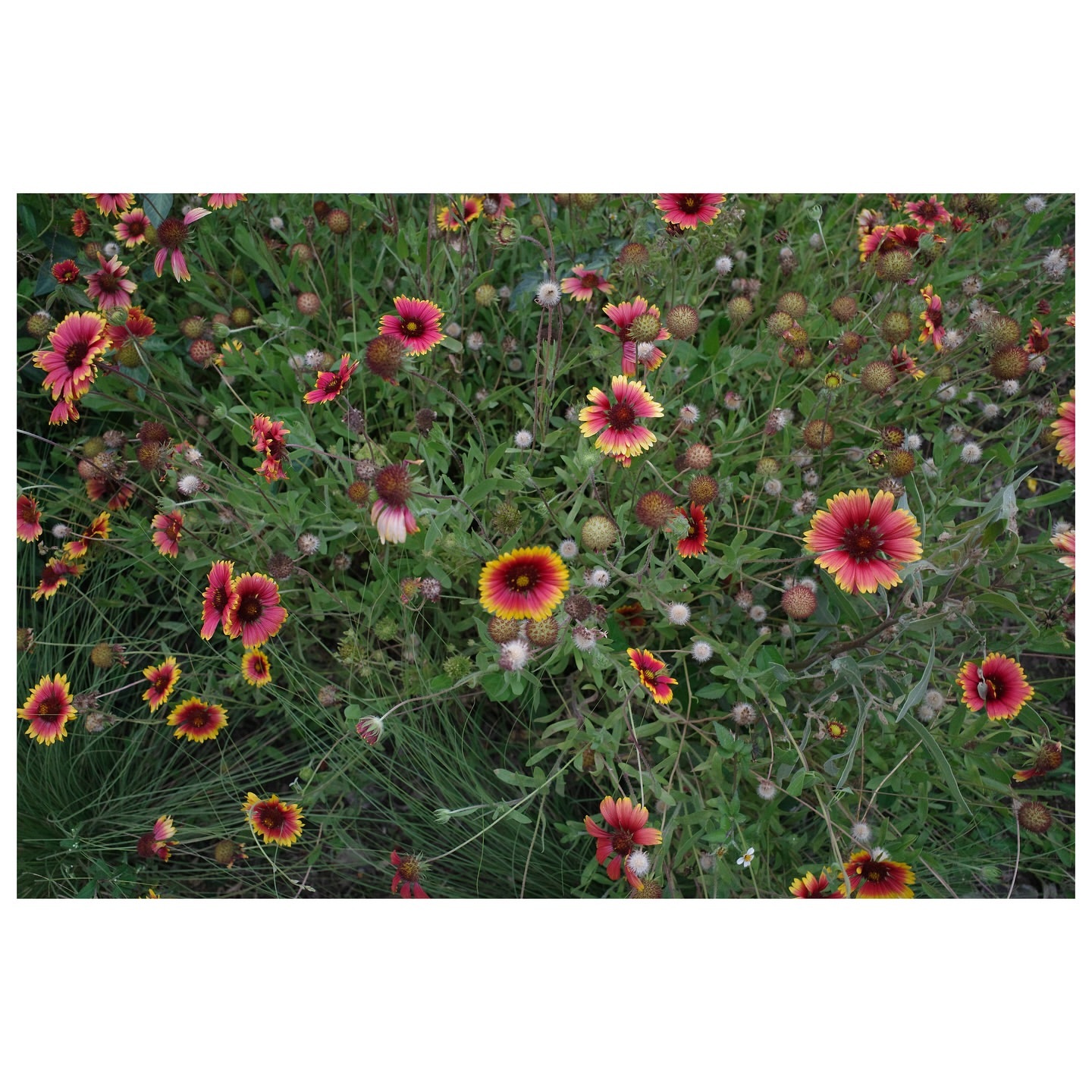 Field of vibrant Gaillardia flowers featuring red and yellow petals with green stems, creating a colorful natural botanical landscape.