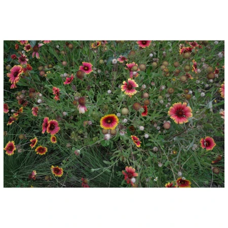 Field of vibrant Gaillardia flowers featuring red and yellow petals with green stems, creating a colorful natural botanical landscape.