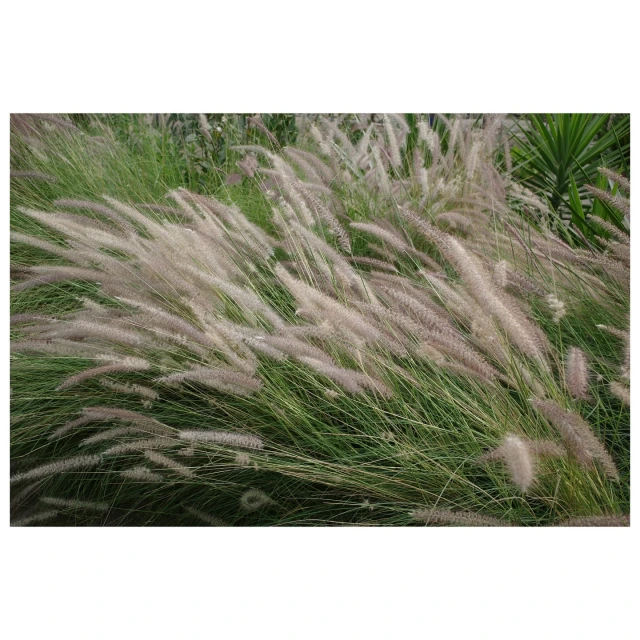 Close-up of long decorative grass plumes waving in the wind with a backdrop of other green plants and foliage, outdoor nature shot.