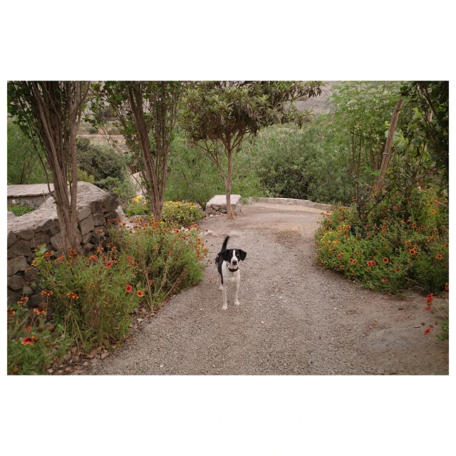 Black and white dog stands on a gravel path, surrounded by greenery and flowers on either side, leading into a lush garden.