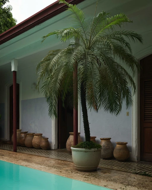 A palm tree in a pot stands near a pool and a building with clay pots lining the wall, capturing a serene outdoor architectural scene.