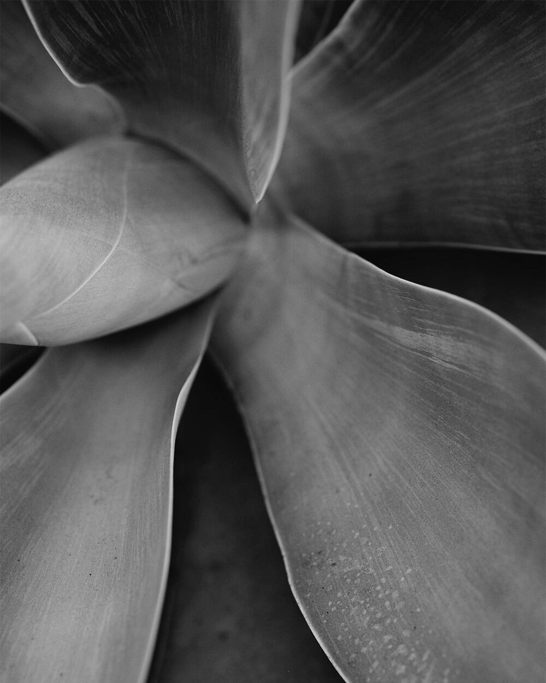 Close-up black and white photograph of a succulent plant with thick, smooth leaves radiating from a central point, creating a symmetrical pattern.