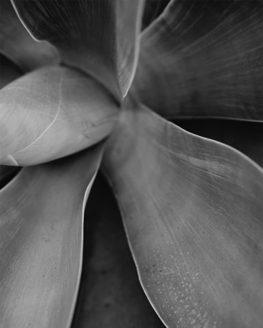 Close-up black and white photograph of a succulent plant with thick, smooth leaves radiating from a central point, creating a symmetrical pattern.