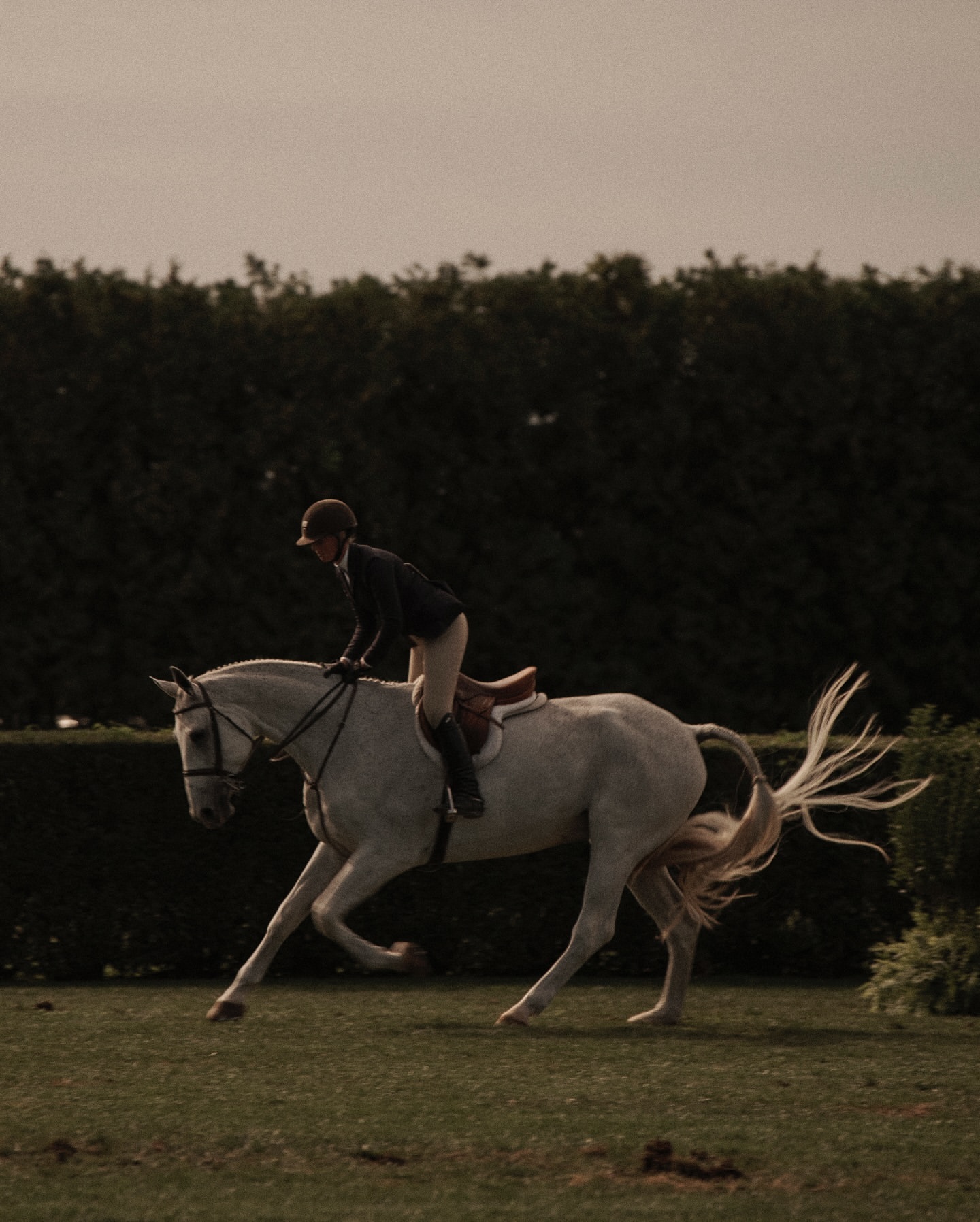 Equestrian action shot of a rider on a gray horse in a grassy field with a dark green hedge in the background, captured at eye-level.