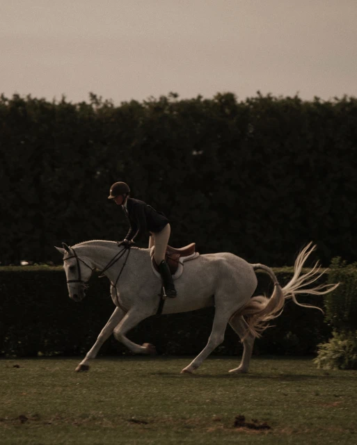 Equestrian action shot of a rider on a gray horse in a grassy field with a dark green hedge in the background, captured at eye-level.