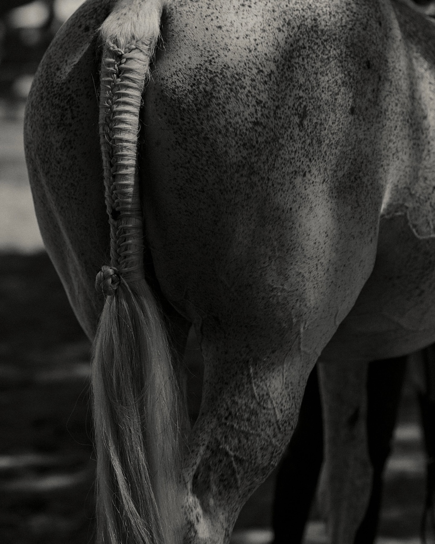 Close-up of the rear of a horse with a braided tail in black and white tones. The animal's muscular build is visible.
