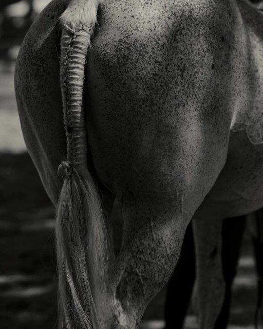 Close-up of the rear of a horse with a braided tail in black and white tones. The animal's muscular build is visible.