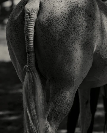 Close-up of the rear of a horse with a braided tail in black and white tones. The animal's muscular build is visible.