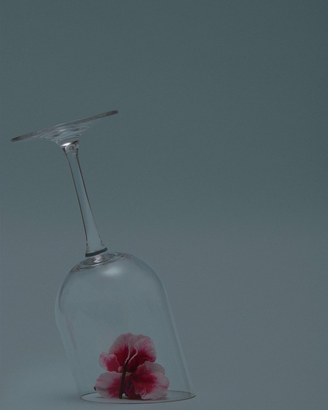 An inverted wine glass rests on a grey surface containing a small pink and white flower trapped underneath.