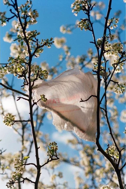Plastic bag caught in branches of tree with budding white flowers against a bright blue sky in an outdoor setting.