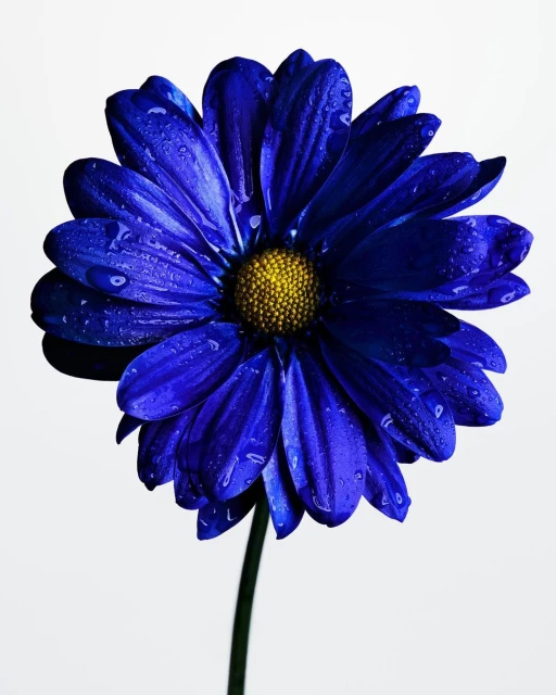 Close-up of a blue daisy flower with water droplets on its petals, set against a plain white background with a shallow depth of field.