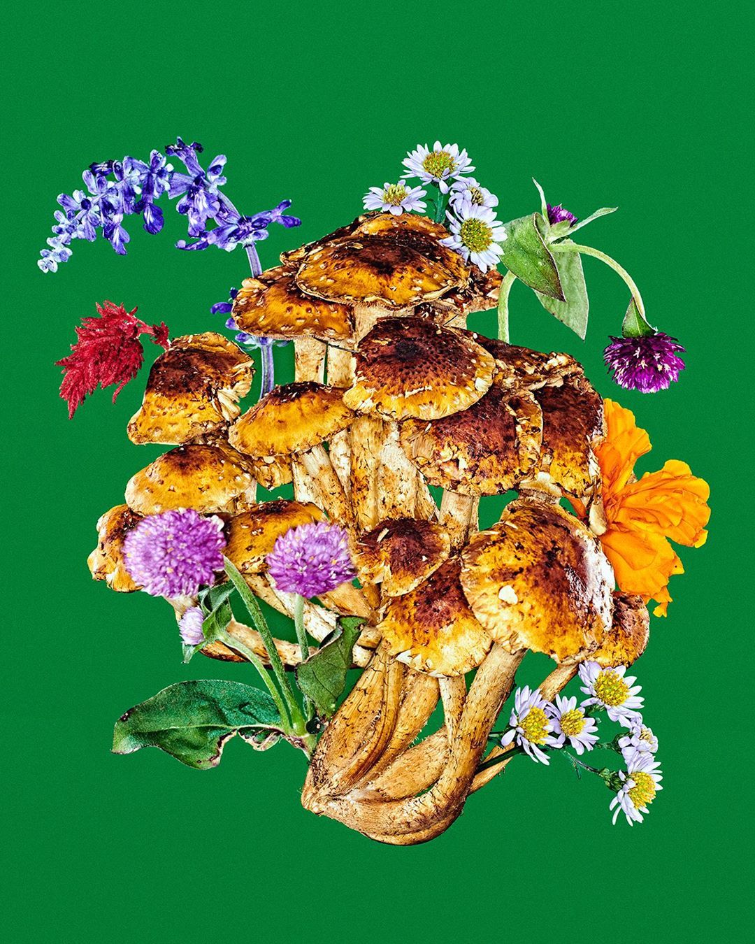 Still life featuring a cluster of honey mushrooms surrounded by an assortment of colorful wildflowers against a vibrant green background.