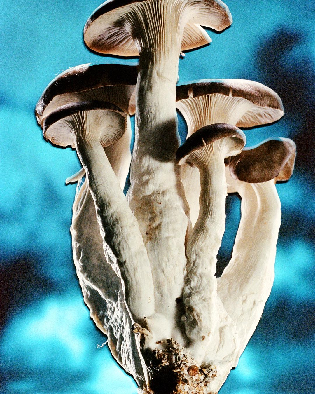 Dramatic studio shot of clustered oyster mushrooms with light cream stems and gills, and tan-brown caps against a blue-toned backdrop.