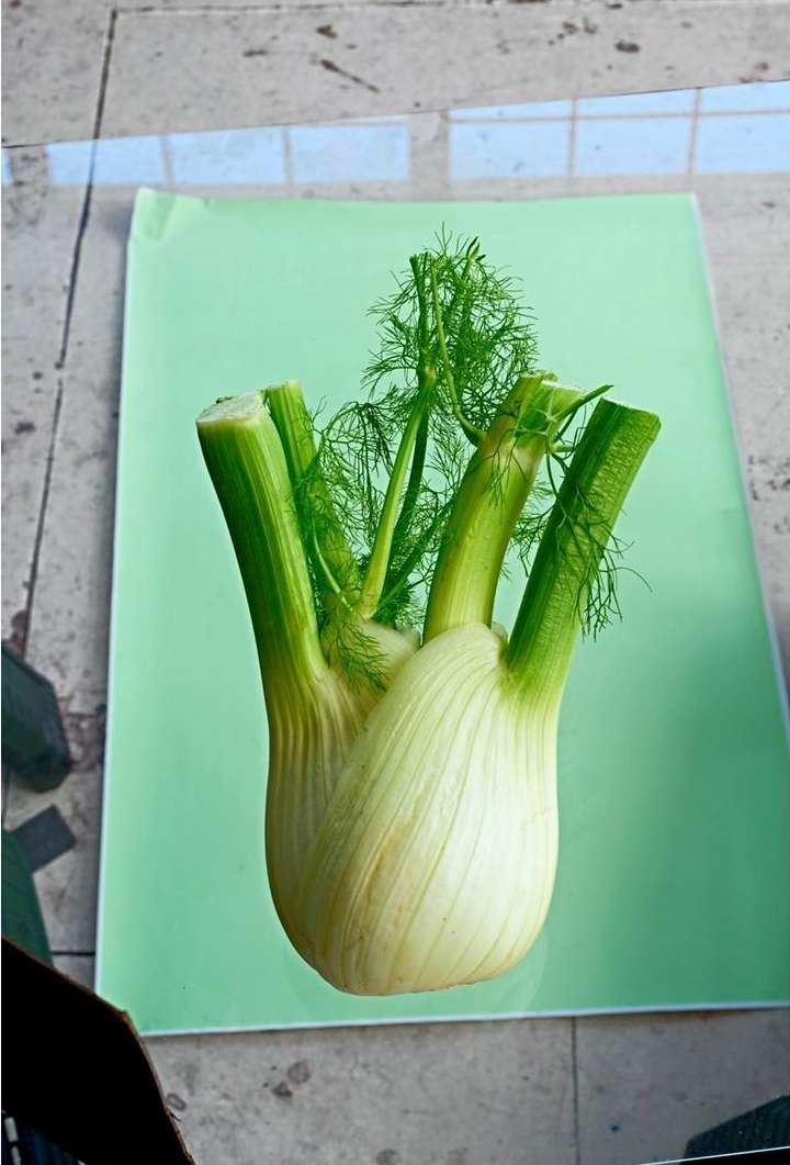 Fennel bulb with green stalks and feathery leaves on a light green background, on a tiled surface, in a high-angle studio food shot.