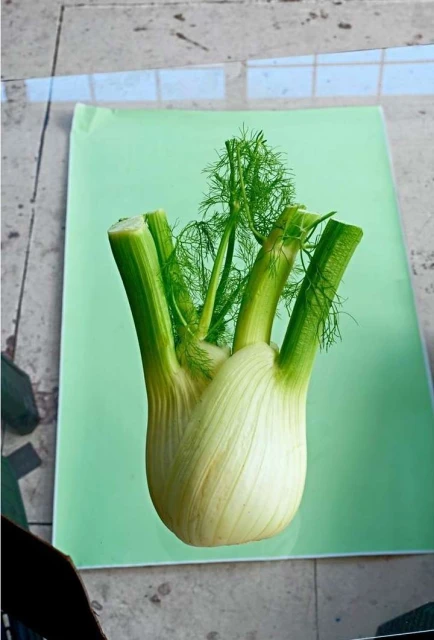 Fennel bulb with green stalks and feathery leaves on a light green background, on a tiled surface, in a high-angle studio food shot.