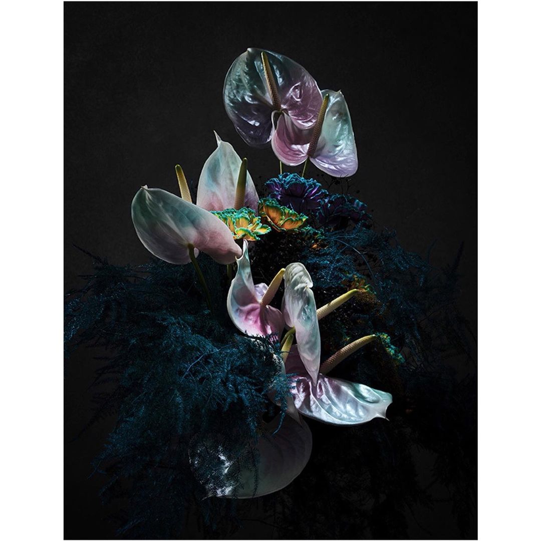 Dramatic floral still life featuring Anthurium flowers with iridescent petals and deep blue foliage against a dark, moody backdrop.