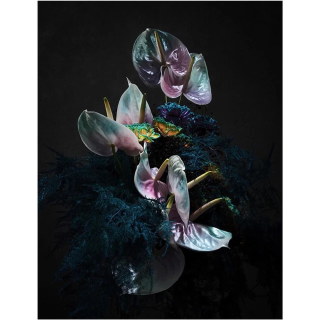 Dramatic floral still life featuring Anthurium flowers with iridescent petals and deep blue foliage against a dark, moody backdrop.