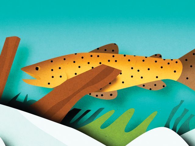 Illustration of a brown trout with black spots swimming through a blue body of water with vegetation and snow-covered banks.